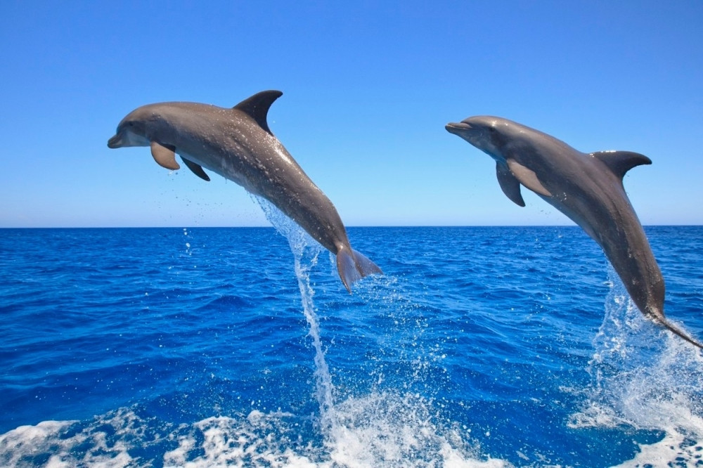 Nećete verovati zbog čega je ovaj delfin "pao"!