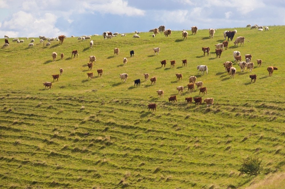 Farmeri bosi pešačili šest dana kako bi im vlada usvojila zahteve