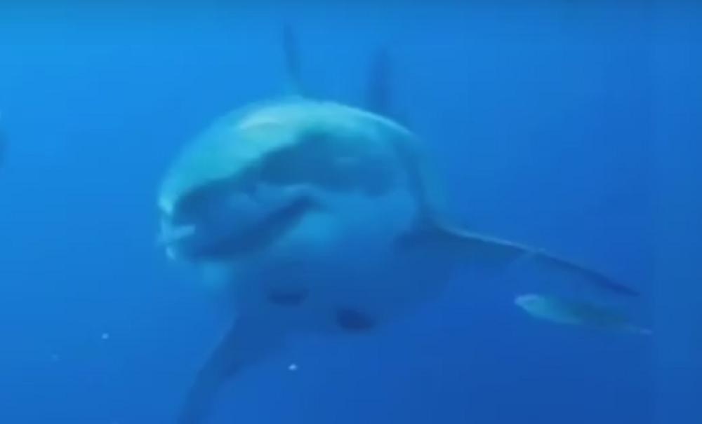 Velika bela ajkula se ustremila na plivače, horor sprečen u POSLEDNJOJ SEKUNDI! (VIDEO)