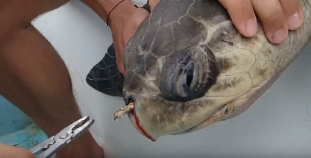 Kornjači izvukli 12 centimetara dugu slamku iz nosa!