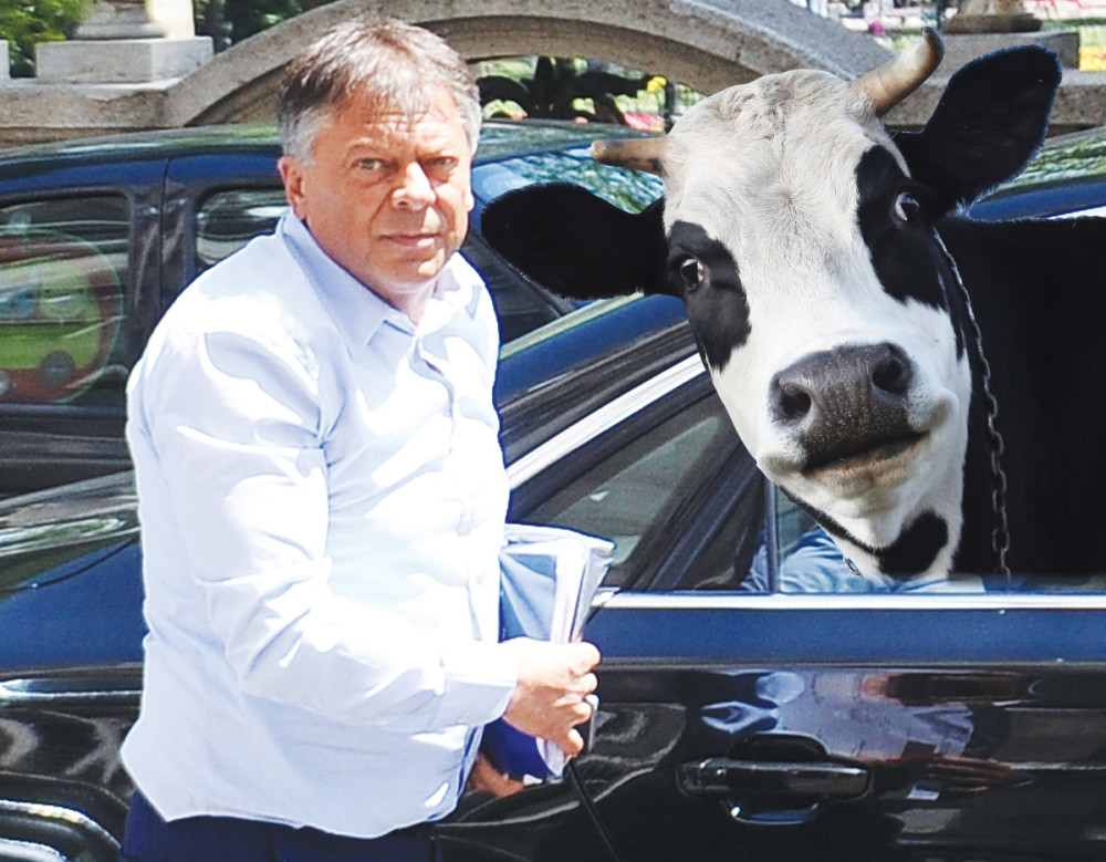 Grofe, žao nam je što nemamo krave