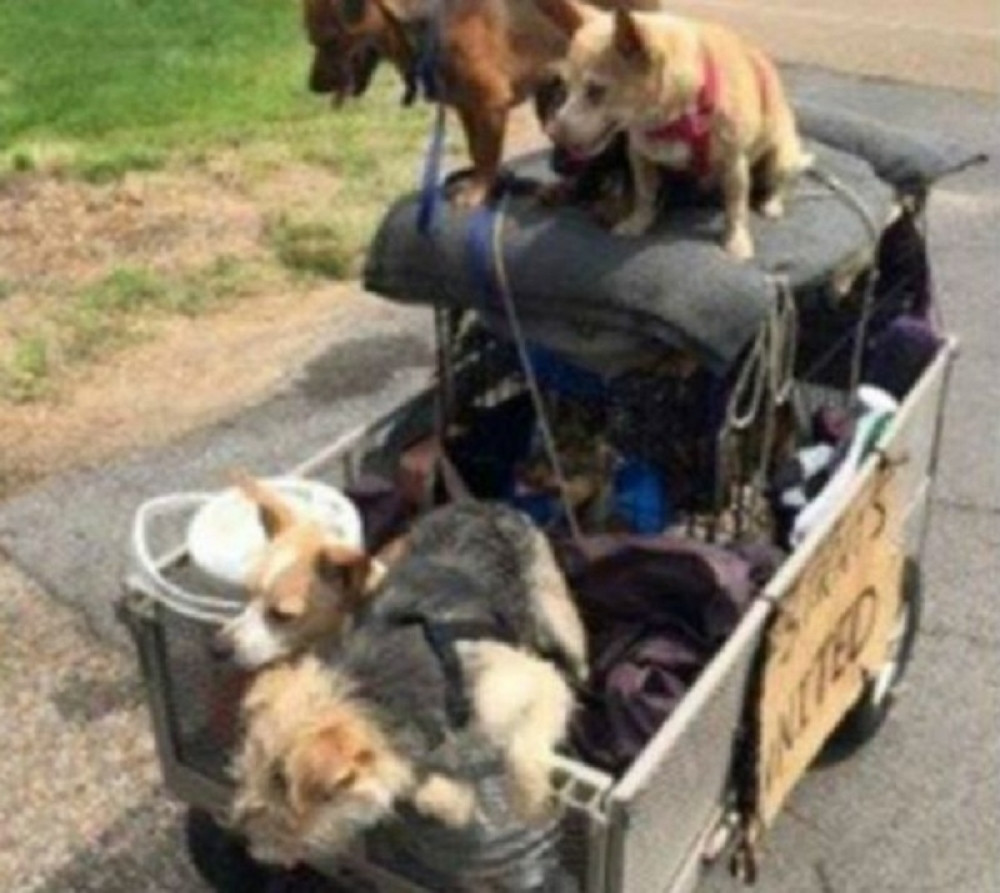 Beskućnik brine o psima lutalicama bolje nego o sebi (FOTO)