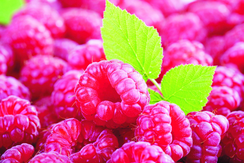 Svinje im preorale malinjake