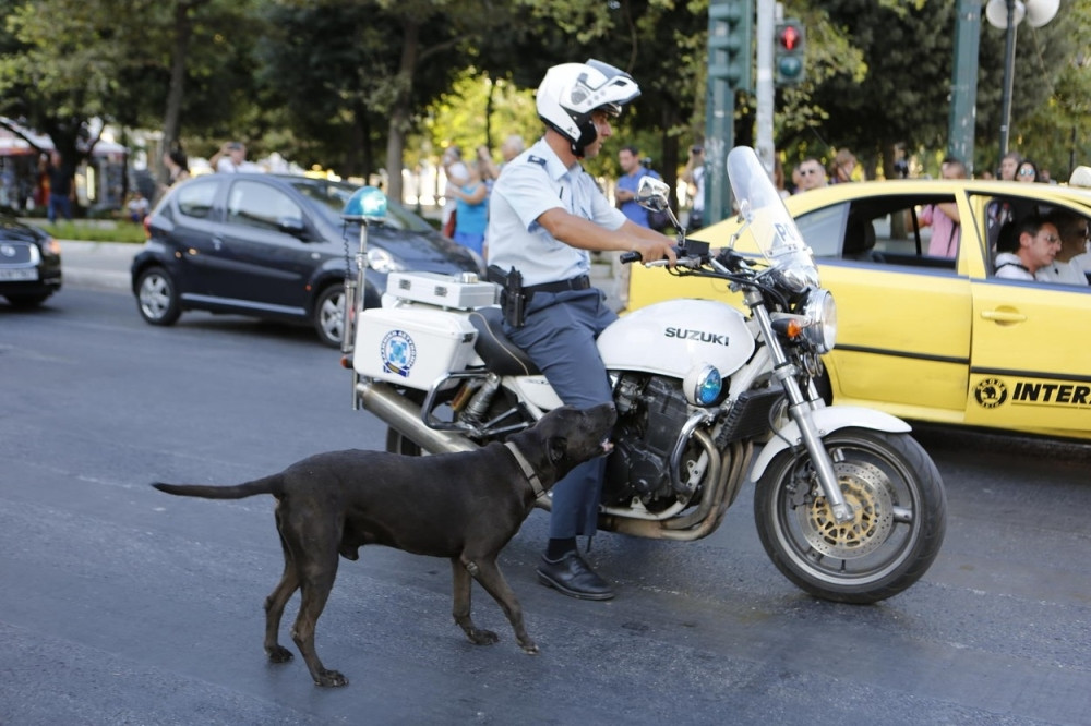 Pas osujetio bekstvo zatvorenika u Grčkoj!