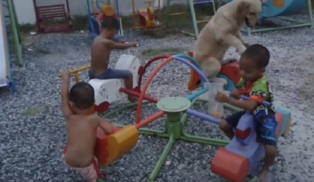 Ovaj labrador će vas oduševiti (VIDEO)