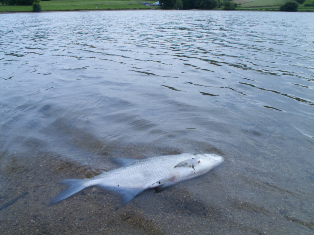 Masovni pomor ribe u Arilju!