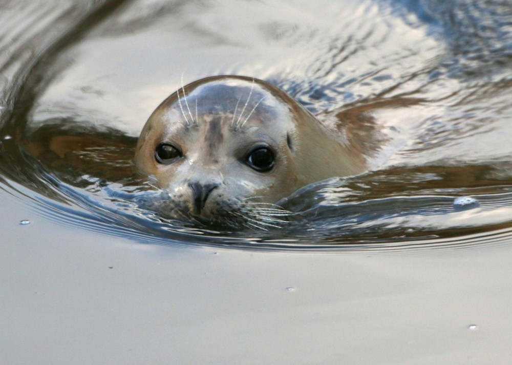 Pogledajte kako je foka za dlaku izbegla smrt