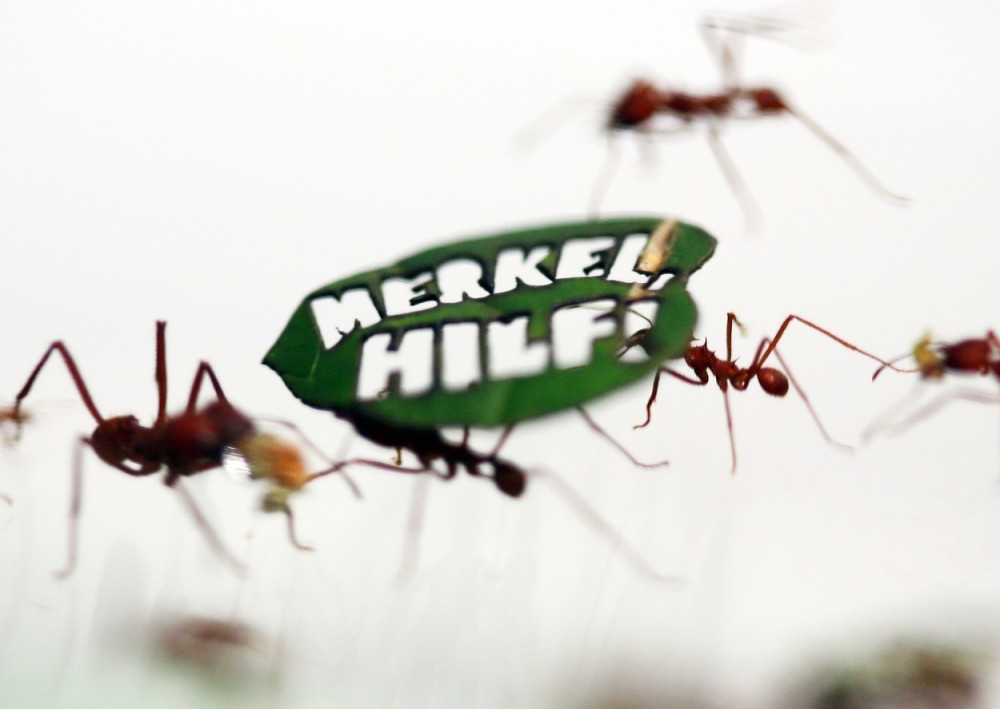 Za spas Amazonije “demonstriralo” 500.000 mrava!