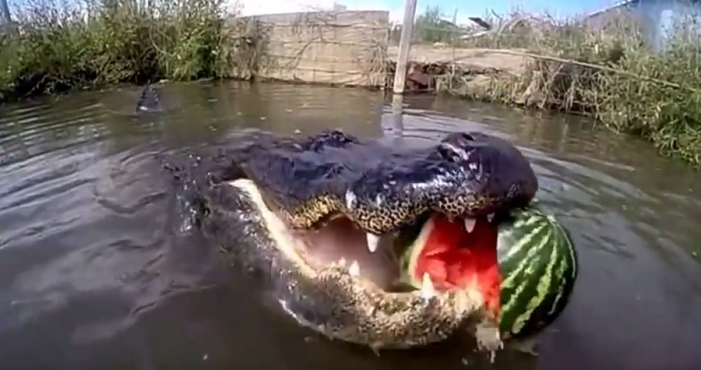 Aligator drobi lubenice ko od šale (VIDEO)