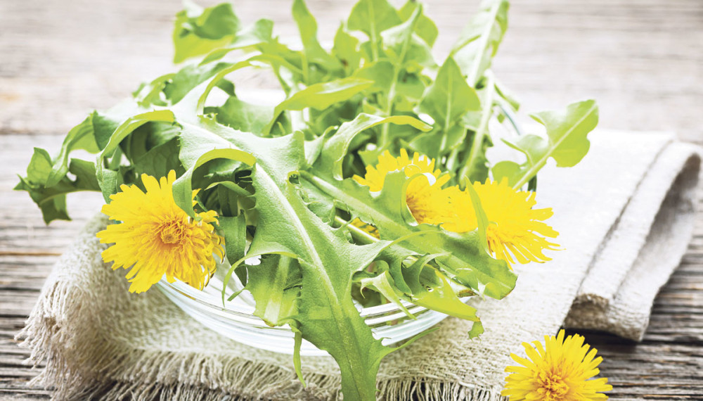 Ulje od maslačka pomaže kod cističnih, bolnih i otečenih dojki!