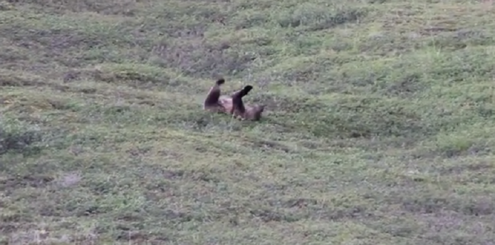 Medved uživa u prevrtanju po brdu! (VIDEO)