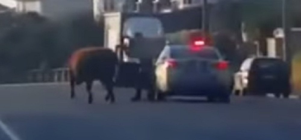 Policajac ubija podivljalu kravu! (UZNEMIRUJUĆI VIDEO)