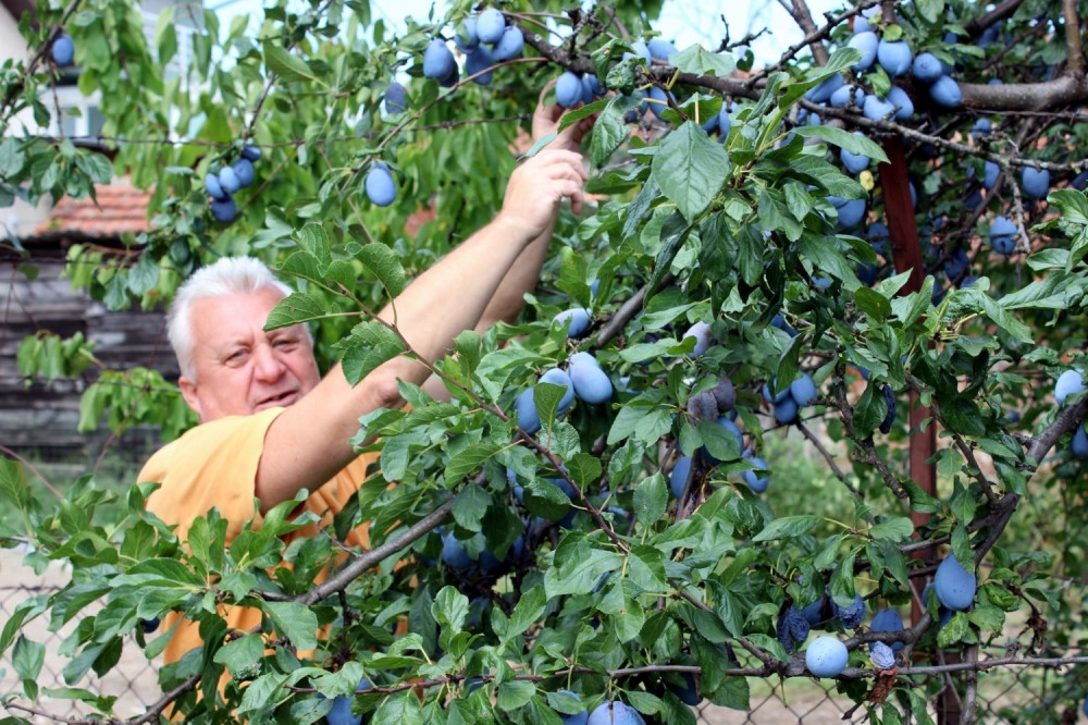 Voćari strahuju zbog cene, procenjuju da će najviše roda završiti u rakiji