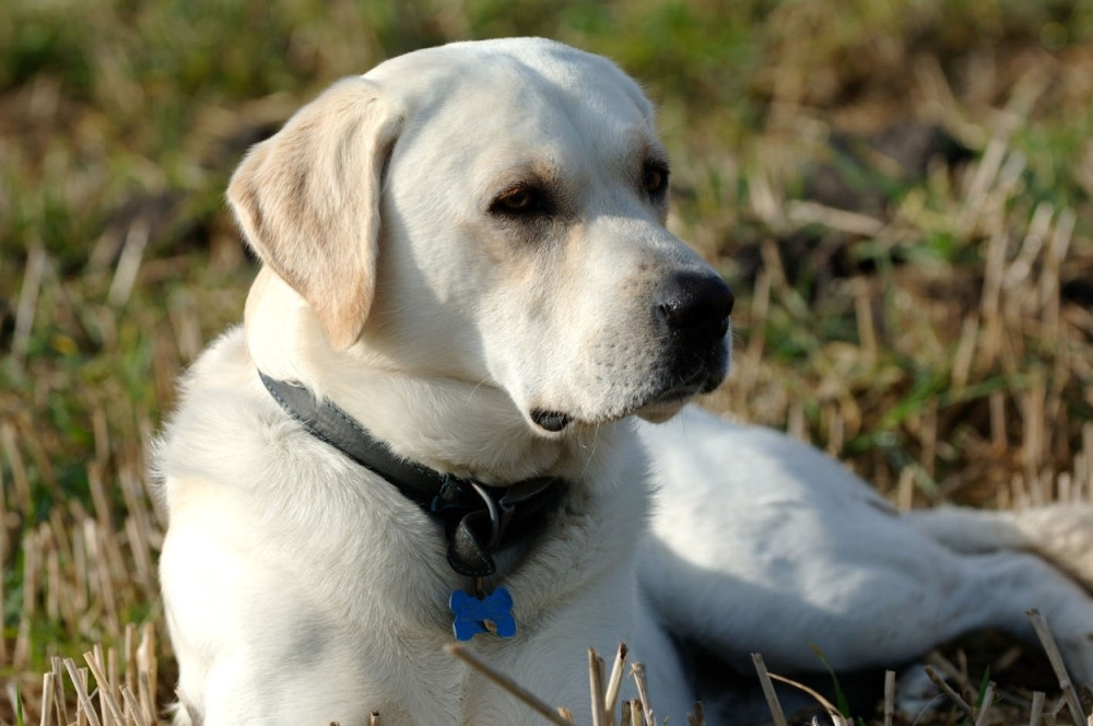 Pas vozio kamion pa izazvao udes! (FOTO)