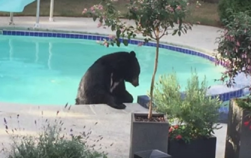 Medved banuo ljudima u đakuzi! (VIDEO)