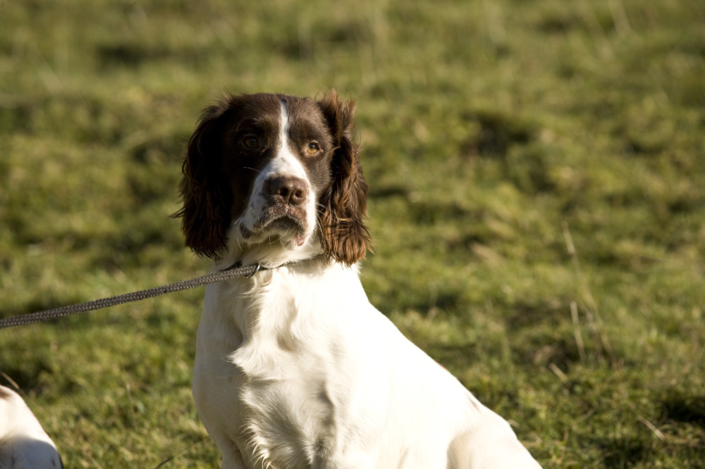 Vatrogasci spasavali psa iz bilijarskog stola!