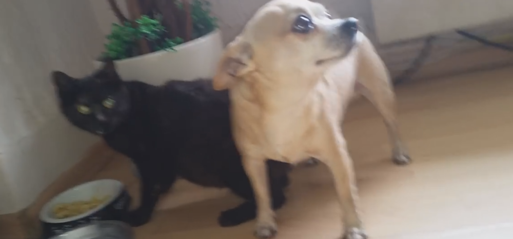 Šta se desi kad mačka pojede hranu čivavi! (VIDEO 18+)