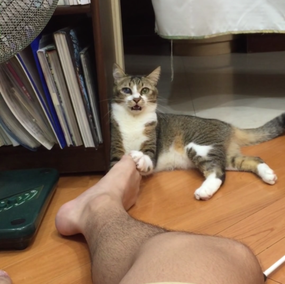 Maca omirisala noge gazdi pa se izbezumila!