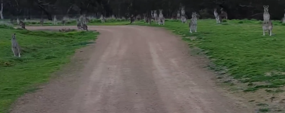 Vozio je bicikl, kad je spazio kengure koji zure u njega