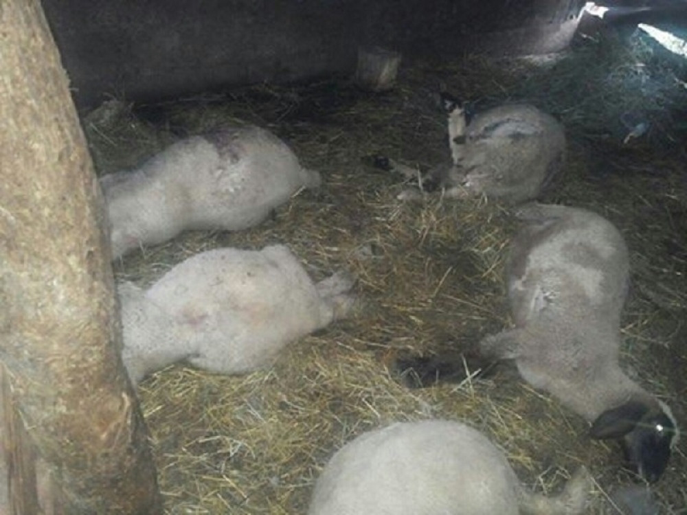 Vandali zaklali 12 jagnjadi! (FOTO)