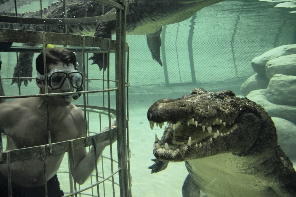 Plivanje sa krokodilima!