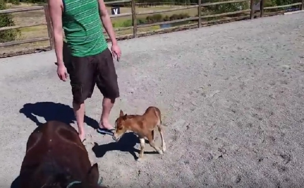 Ovo je verovatno najslađi konj na svetu!