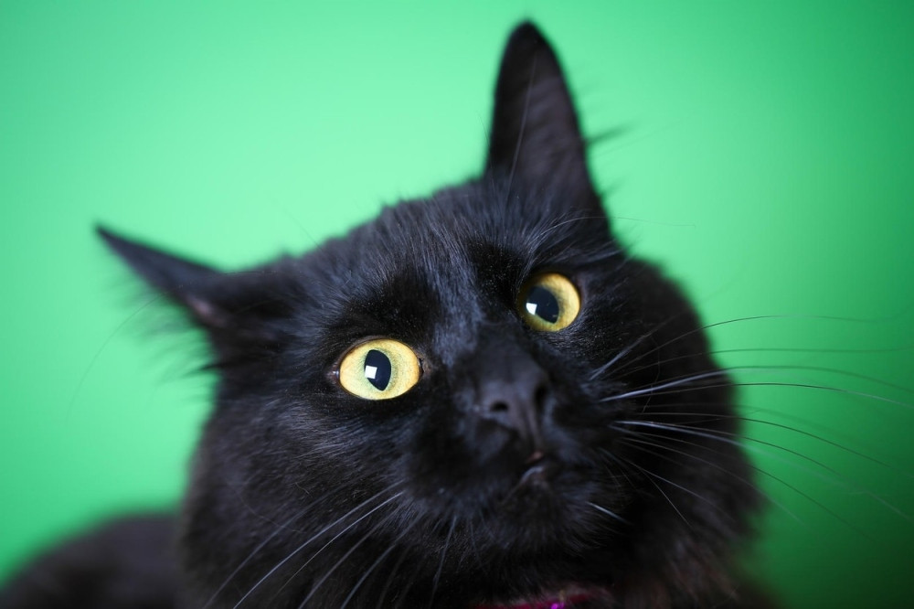 Mačke mogu isceliti teške bolesti, privući novac i bogatsvo, ali postoji samo jedan način!