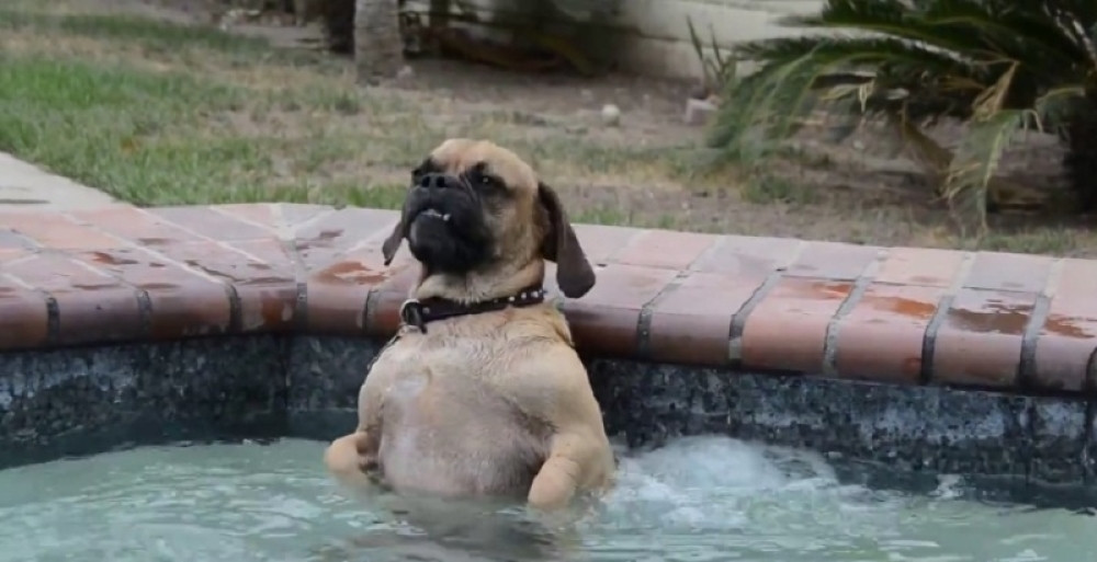 Pas uživa u đakuziju! (VIDEO)