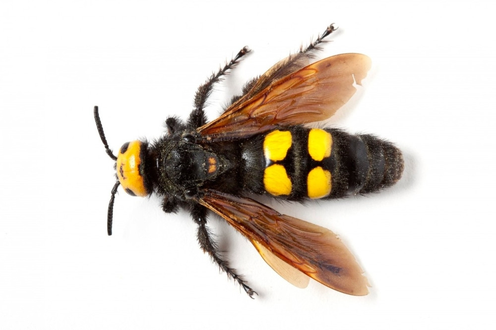 Legendarni fudbaler preminuo od ujeda ose