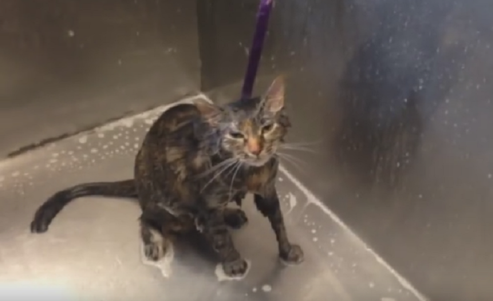 Čudesna mačka progovorila: Nemoj više! (VIDEO)
