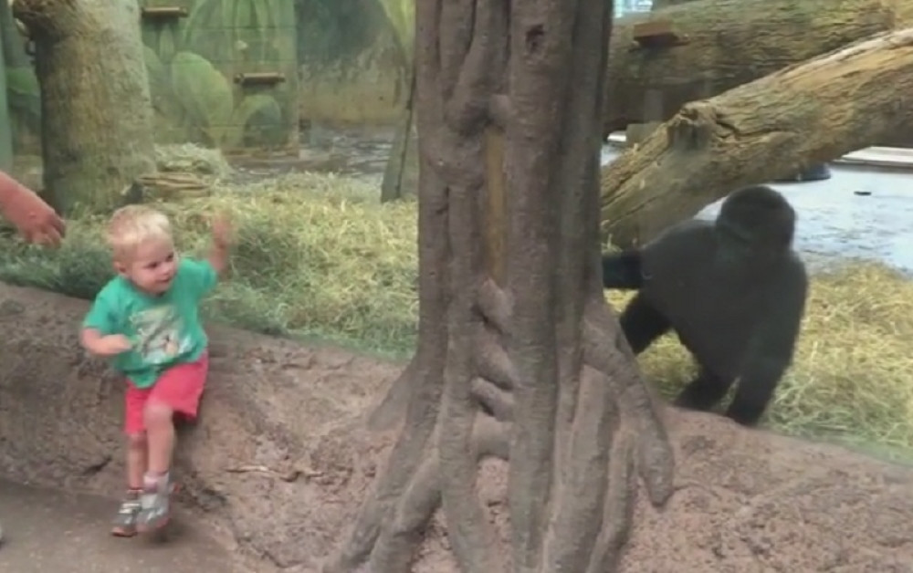 Dečak i gorila se igraju (VIDEO)