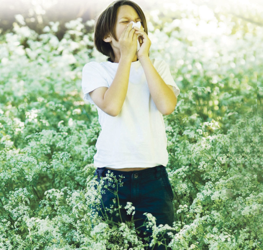 Grad Beograd suzbija ambroziju