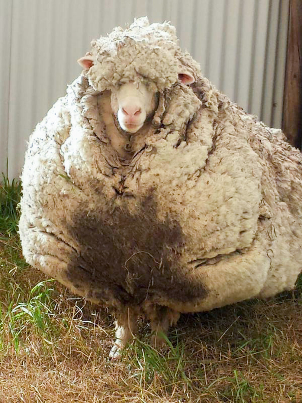 Sa izgubljene ovce ošišano 40 kilograma vune (FOTO + VIDEO)