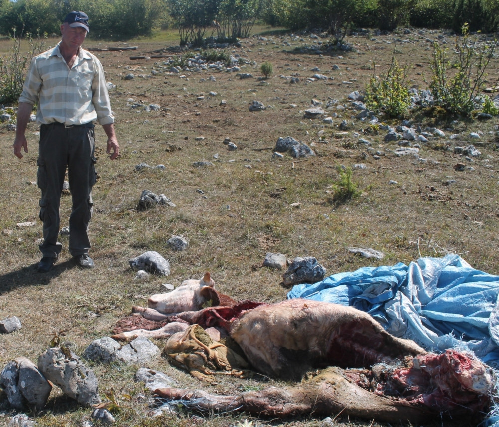 Vukovi zaklali bika i junicu (FOTO)