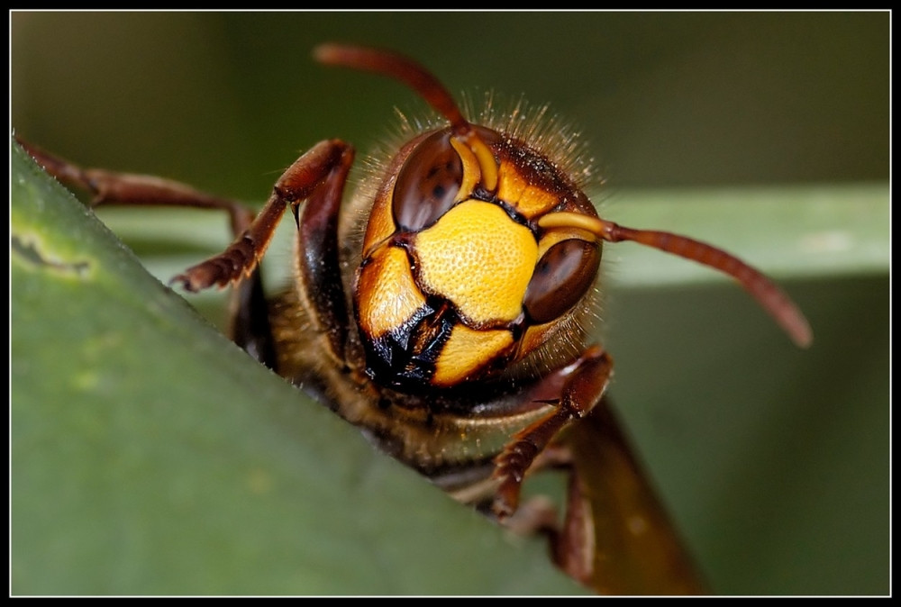 Ove godine su ubijali ljude, ali se tek očekuje da postanu AGRESIVNI!