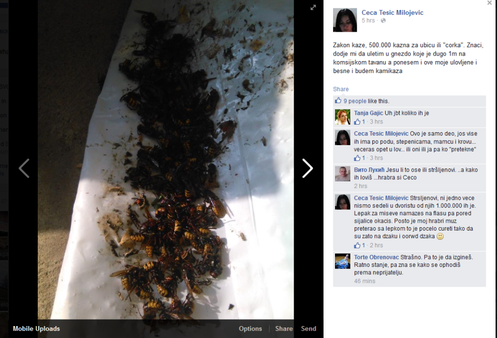 Kragujevčanka ubila mnoštvo stršljenova i objavila fotku!