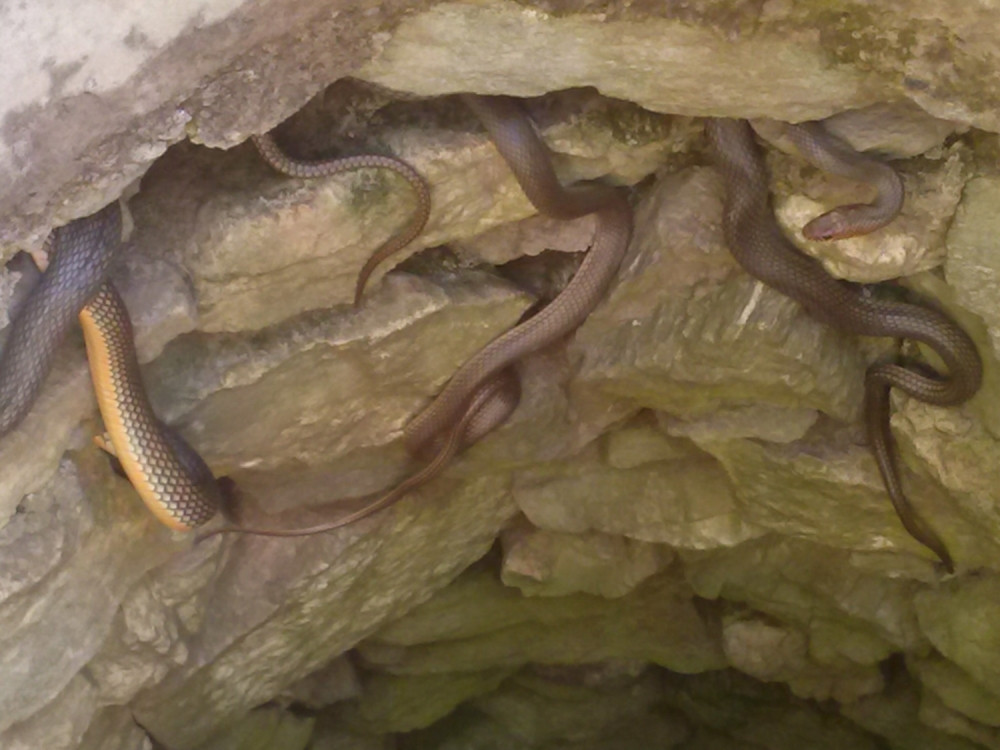 Poskok je ujeo dok je brala kupine