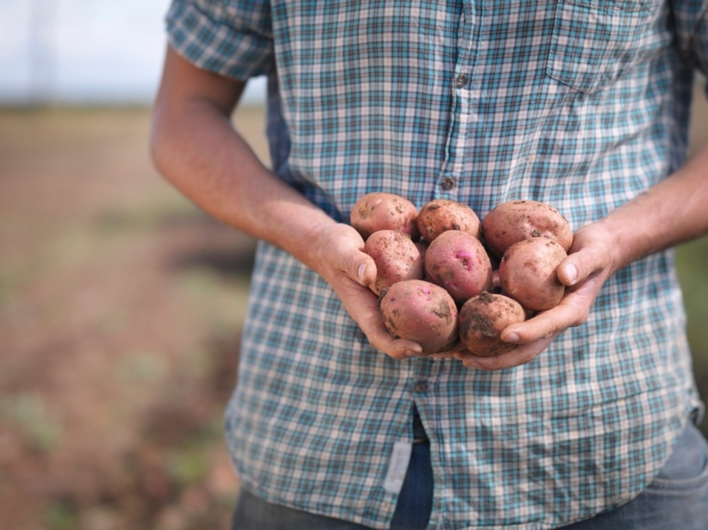 Crnogorci vratili crvljiv krompir Kosovu