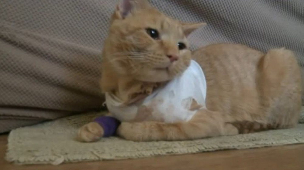 Mačor primio metak i spasao dečaka (3)!