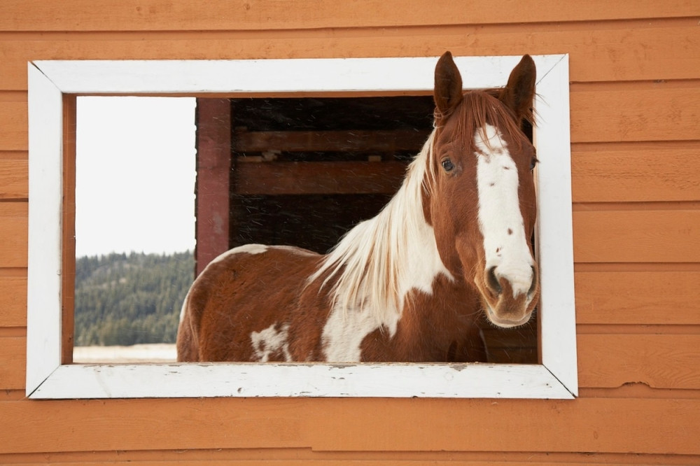 U ovoj zemlji ljudi siluju konje!