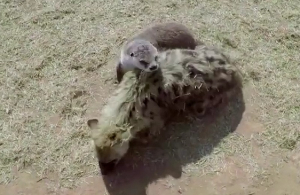 Vidru napustila majka pa se druži sa hijenama i lavovima! (VIDEO)