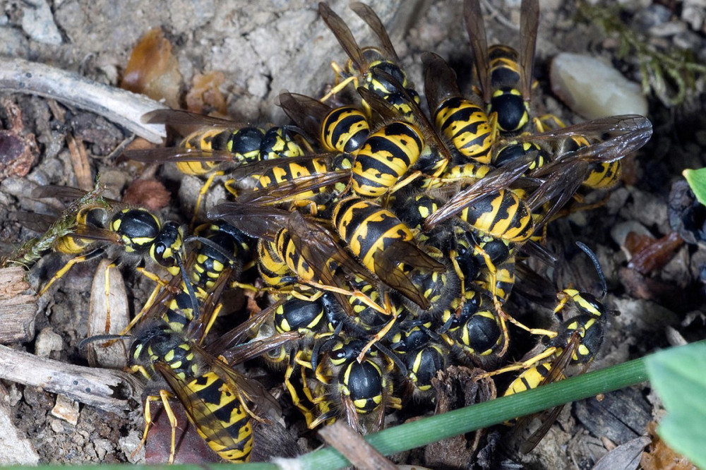 NEVEROVATNO! Ose nas leti napadaju jer su - PIJANE!