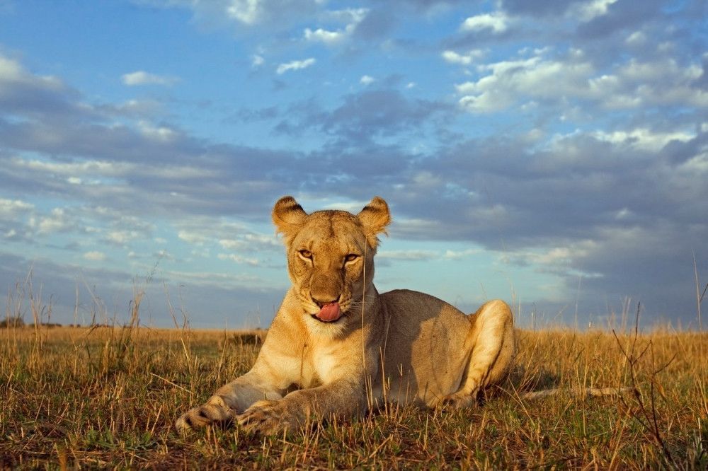 Otac šetao pored kaveza sa ćerkom u naručju, gladna lavica iskoristila trenutak nepažnje, u trenutku joj je SKINULA SKALP!