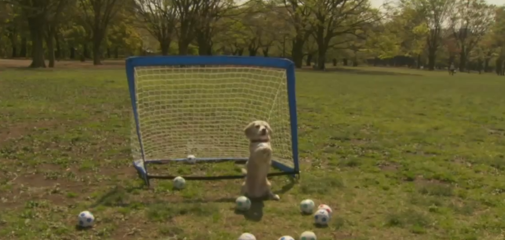 Pas sa 14 odbrana u minuti!