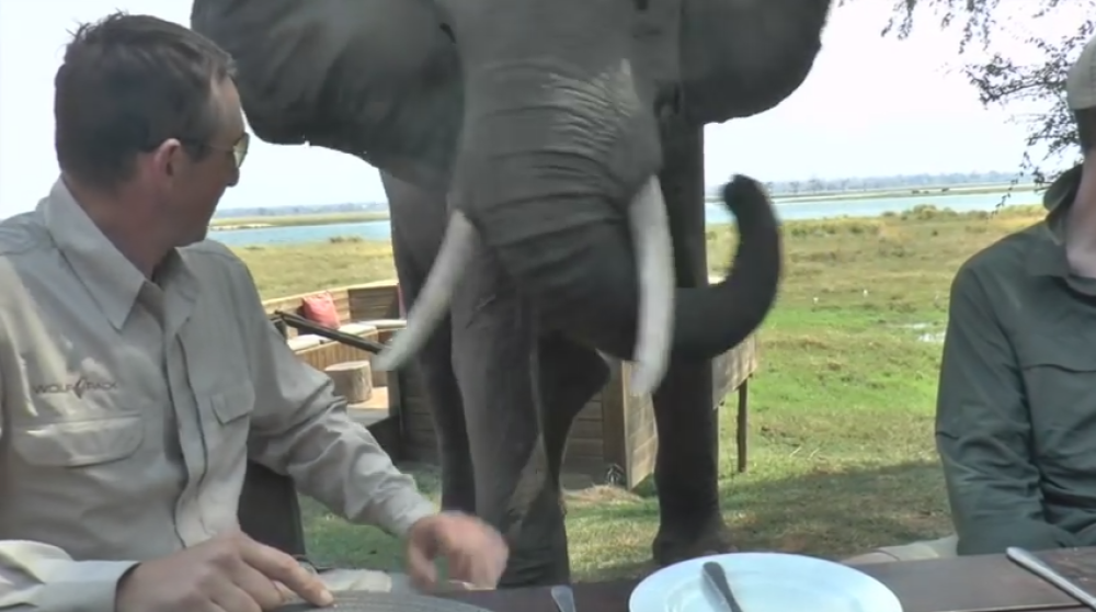 Slon surlom baca ljude! (VIDEO)