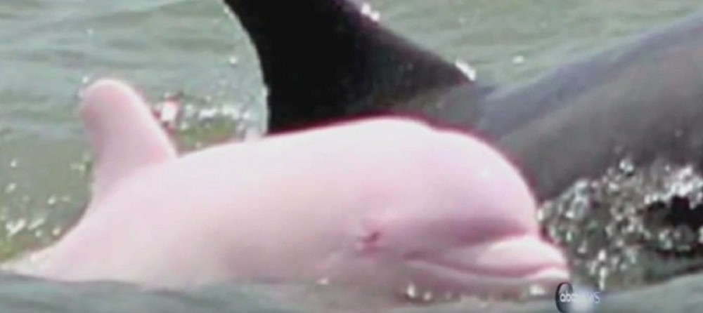 Upoznajte Pinkija, ružičastog delfina
