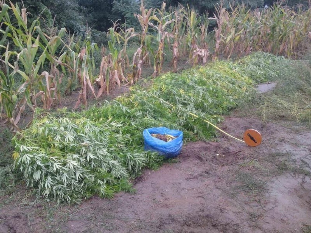 Gajio travu u kukuruzu!