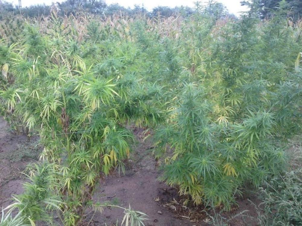 Zaplenjeno 37 kilograma marihuane!