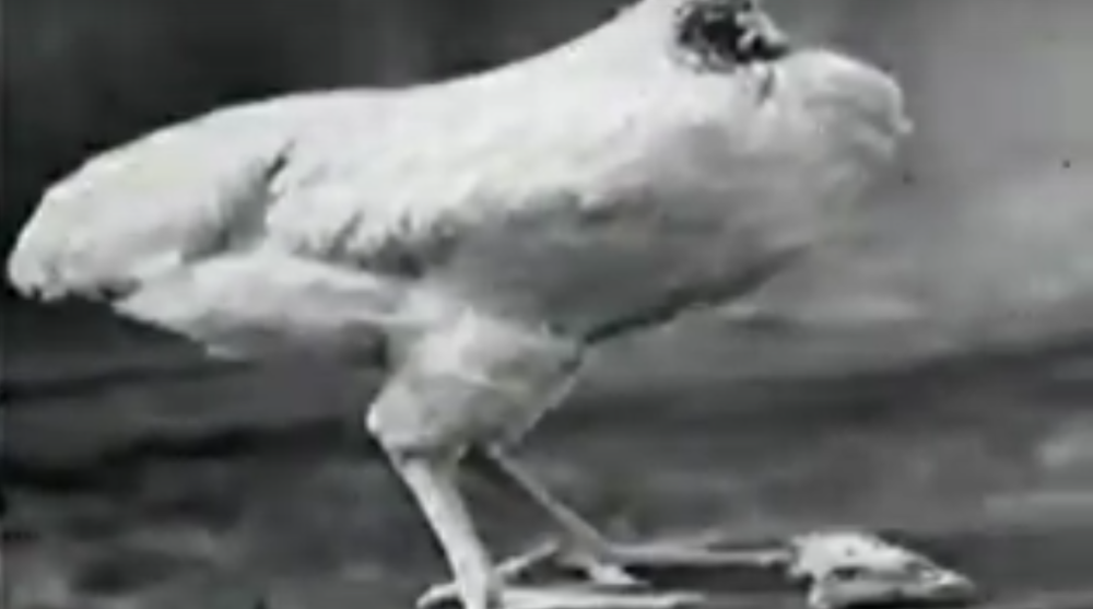 Pile koje je živelo 18 meseci bez glave!