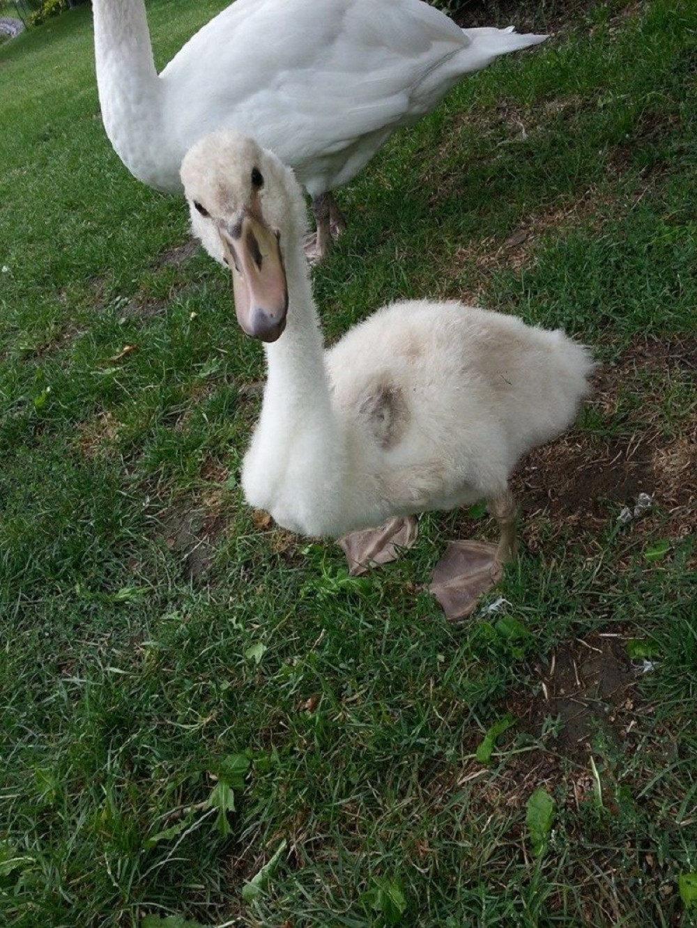 Labudovima odsečena krila! (FOTO)